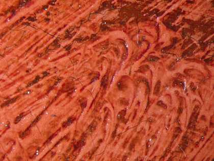 Fig.19 Detail at x8 magnification of the red curtain, showing opaque red paint glazed with translucent red and also dark red