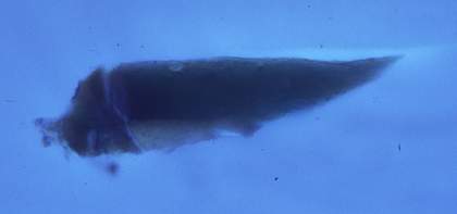 Fig.21 Cross-section through translucent green glaze paint on a highlight of the green cloak, photographed at x320 magnification in ultraviolet light.