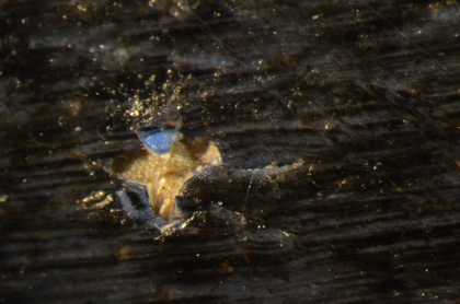 Micrograph revealing layer of bright blue paint