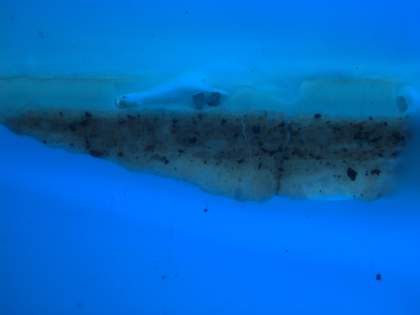 Fig.4 Cross-section through Susanna’s white drapery, photographed at x320 magnification in ultraviolet light. From the bottom: grey ground; flesh paint; white paint of robe; varnish and dirt