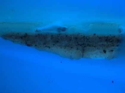 Fig.4 Cross-section through Susanna’s white drapery, photographed at x320 magnification in ultraviolet light. From the bottom: grey ground; flesh paint; white paint of robe; varnish and dirt