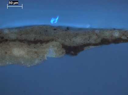 Fig.4 The same cross-section viewed in ultraviolet light