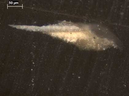 Fig.5 Cross-section of paint from the white linen photographed at x260 magnification.