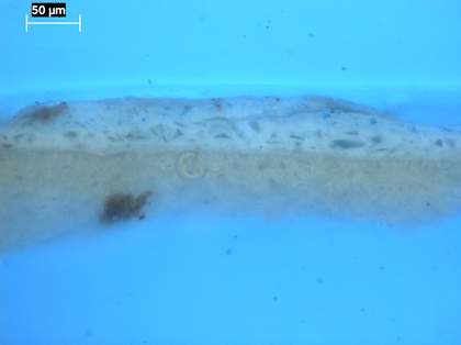 Fig.5 Cross-section from the sky at the top edge, photographed at x320 magnification in ultraviolet light.