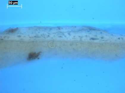 Fig.5 Cross-section from the sky at the top edge, photographed at x320 magnification in ultraviolet light.