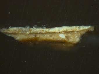 Fig.5 Cross-section through a shaded area of Elijah’s yellow garment, photographed at x160 magnification.