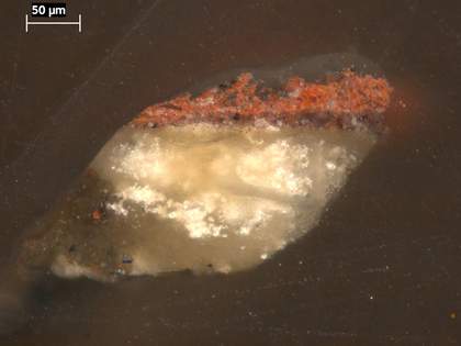 Fig.5 Cross-section through the red oval at the left edge, photographed at x260 magnification. From the bottom: white chalk and glue ground; very thin off-white priming; red underpaint; final coat of red paint