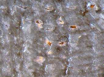 Fig.6 Micro-photograph of the sitter’s grey linen shift at high magnification, showing lilac-coloured underpaint where the upper layer of paint has been abraded. Beneath the lilac paint is the ground and exposed canvas
