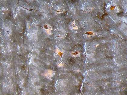 Fig.6 Micro-photograph of the sitter’s grey linen shift at high magnification, showing lilac-coloured underpaint where the upper layer of paint has been abraded. Beneath the lilac paint is the ground and exposed canvas