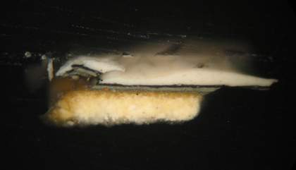 Fig.6 Cross-section of paint from the lace collar as it extends over the dark background paint; photographed at x260 magnification.