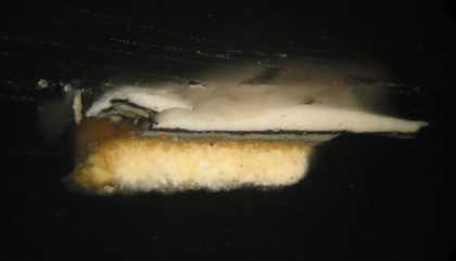 Fig.6 Cross-section of paint from the lace collar as it extends over the dark background paint; photographed at x260 magnification.