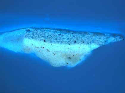 Fig.6 Cross-section through greyish blue sky near the top left corner, photographed at x200 magnification in ultraviolet light.