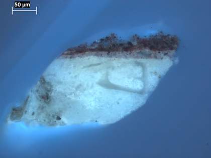Fig.6 Cross-section through the red oval at the left edge, photographed at x260 magnification in ultraviolet light. From the bottom: white chalk and glue ground; very thin off-white priming; red underpaint; final coat of red paint