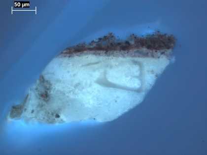 Fig.6 Cross-section through the red oval at the left edge, photographed at x260 magnification in ultraviolet light. From the bottom: white chalk and glue ground; very thin off-white priming; red underpaint; final coat of red paint