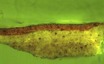 Fig.6 Cross-section through the sitter’s left stocking, photographed at x250 magnification in ultraviolet light with a blue filter