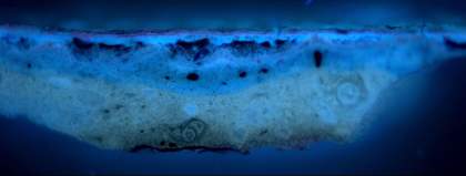 Fig.6 The same cross-section as fig.3 photographed in ultraviolet light