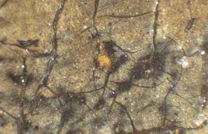 Fig.6 Detail at x8 magnification of a shadowed flesh tone, showing dark grey dead colouring beneath the final flesh tone