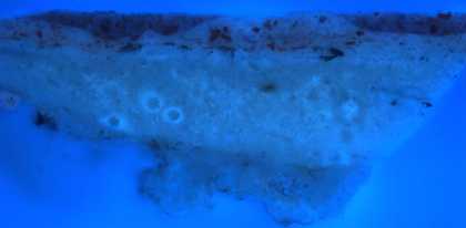 Fig.6 The same cross-section photographed in ultraviolet light
