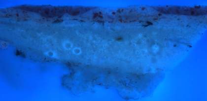 Fig.6 The same cross-section photographed in ultraviolet light