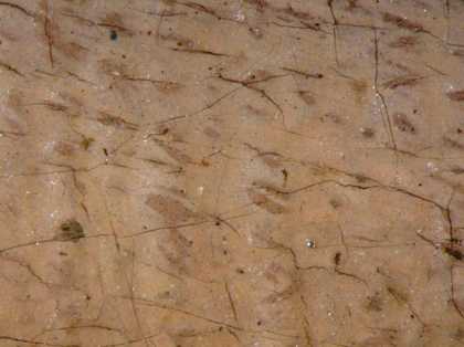 Fig.7 Micro-photograph of the sitter’s arm at high magnification, showing darker underpaint where the upper layer of paint has been abraded