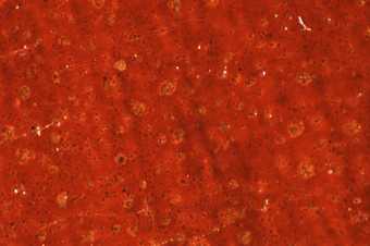 Fig.7 Lead soap aggregates in the red paint of the curtain, photographed at x25 magnification