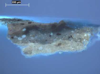 Fig.7 Cross-section through the red torus of the column, photographed at x160 magnification in ultraviolet light.