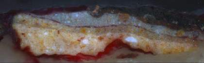 Fig.7 Cross-section from brown foliage at the right edge, photographed at x250 magnification.