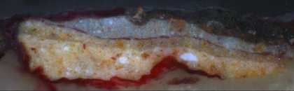 Fig.7 Cross-section from brown foliage at the right edge, photographed at x250 magnification.