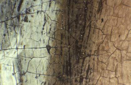 Fig.7 Detail at x8 magnification of the edge of the linen cap and the face, showing dark paint of a ringlet later painted over by the artist