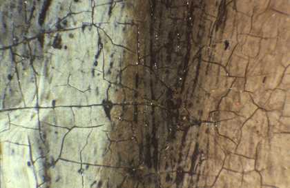 Fig.7 Detail at x8 magnification of the edge of the linen cap and the face, showing dark paint of a ringlet later painted over by the artist