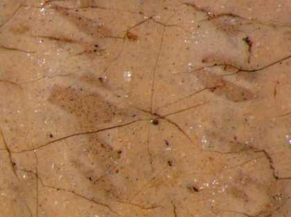 Fig.8 The same area as fig.7 at higher magnification