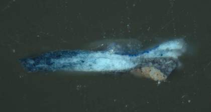 Fig.8 Cross-section through blue drapery, photographed at x160 magnification. From the bottom: buff-coloured ground; grey underpaint; two shades of opaque blue of the dress, worked together wet-in-wet; thin glaze of ultramarine blue on part of the sample