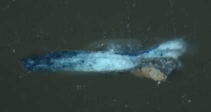 Fig.8 Cross-section through blue drapery, photographed at x160 magnification. From the bottom: buff-coloured ground; grey underpaint; two shades of opaque blue of the dress, worked together wet-in-wet; thin glaze of ultramarine blue on part of the sample