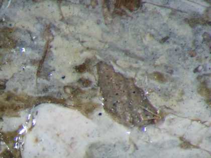 Fig.8 Detail at x35 magnification of cool, lilac coloured underpaint beneath the white linen shirt