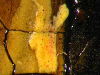 Fig.8 Detail at x40 magnification on the highlight on the beak of the bird hanging over the ledge