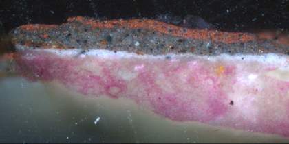 Fig.8 Cross-section through the plum coloured background. From the bottom: white ground, stained pink with Acid Fuchsin to identify the proteinaceous binding medium; thin, opaque, oil-bound, pale grey priming; dark grey underpaint; final coat of plum col