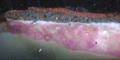 Fig.8 Cross-section through the plum coloured background. From the bottom: white ground, stained pink with Acid Fuchsin to identify the proteinaceous binding medium; thin, opaque, oil-bound, pale grey priming; dark grey underpaint; final coat of plum col