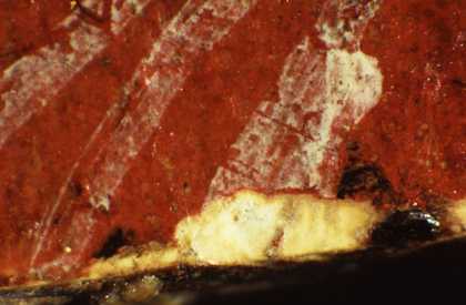 Fig.9 Detail of the skirt at the bottom edge, photographed at x7 magnification. A tiny loss of paint shows the build-up of layers. 