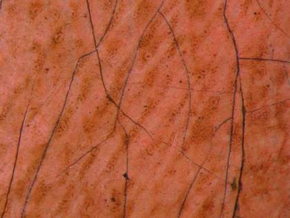 Fig.9 The face, photographed at x16 magnification, showing microcissing in the troughs of the brushwork