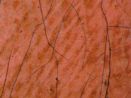 Fig.9 The face, photographed at x16 magnification, showing microcissing in the troughs of the brushwork