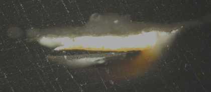 Fig.9 Cross-section through the gold chain and underlying black doublet in normal light. From the bottom: sliver of white ground; dark grey underpaint of doublet; black doublet; dark yellow of gold chain; highlight on gold chain