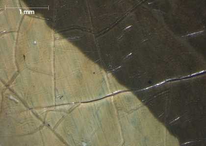 Micrograph of shirt and solid black outline showing blue layer between two layers of varnish