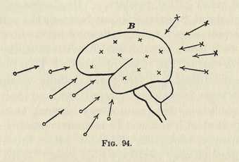 Diagram of the human brain from William James, The Principles of Psychology, vol.2, New York 1890