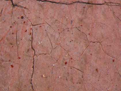 Fig.16 Detail photographed at x10 magnification of a flesh tone, showing large dark pigments and large red particles of vermilion