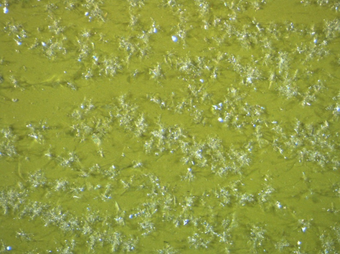 A microscopic image showing area of green paint with white crystal forms distributed across it.