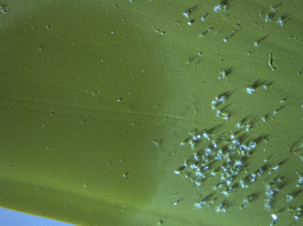 A microscopic image showing a lighter green area on the right with crystals resting on it, and a darker, crystal-free area on the left.
