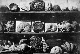 Louis-Jacques-Mandé Daguerre, Shells and Fossils 1839