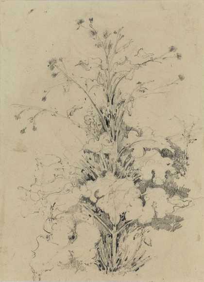 John Crome, Plant study: A Burdock undated