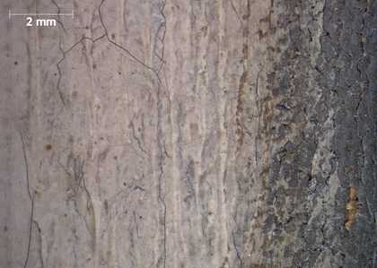 Micrograph of right edge, with good colour rendering, showing the grey ground to the right and a white paint layer to the left