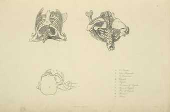 After John Flaxman Plate 3 [Three views of bones of the upper torso] from Anatomical Studies of the Bones and Muscles, for the Use of Artists, engraved by Henry Landseer, published 1833
